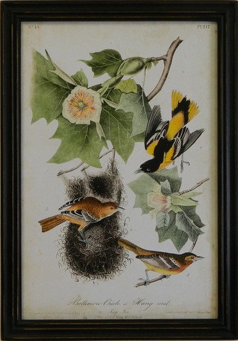 Audubon Baltimore Oriole
