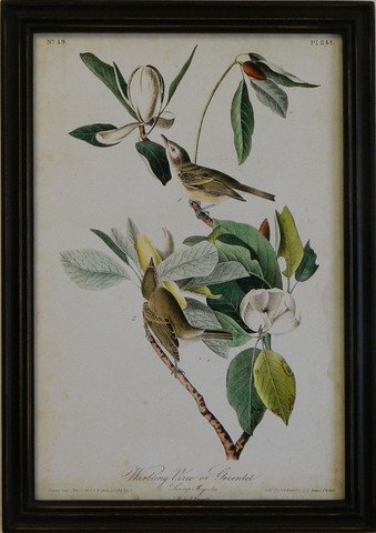 Audubon Warbling Vireo