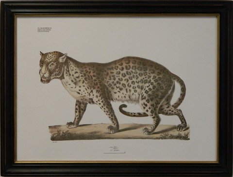 August Goldfuss Leopard
