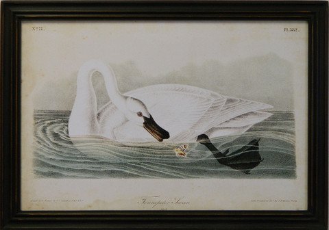 Audubon Trumpeter Swan I