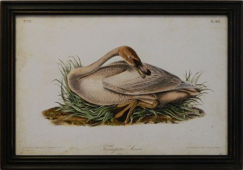Audubon Trumpeter Swan II
