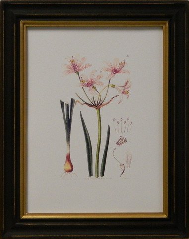 Edwards botanical I