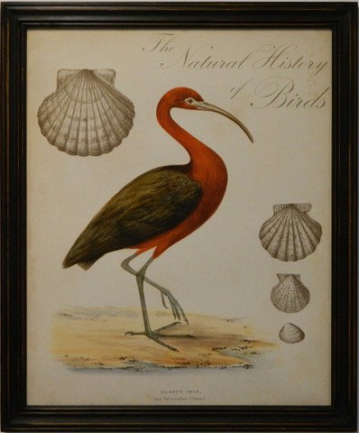 Natural History of Birds I