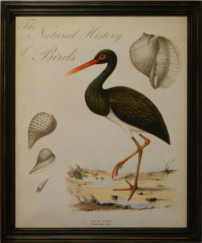 Natural History of Birds II