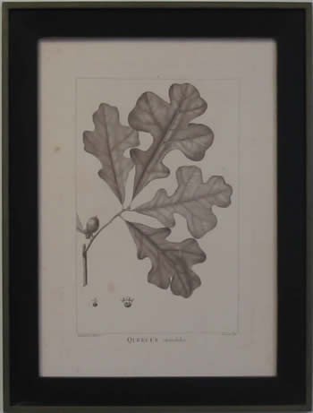 American Oaks III