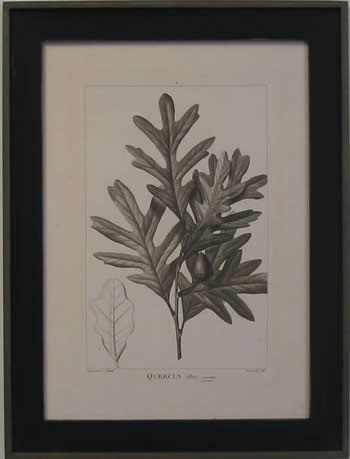 American Oaks IV