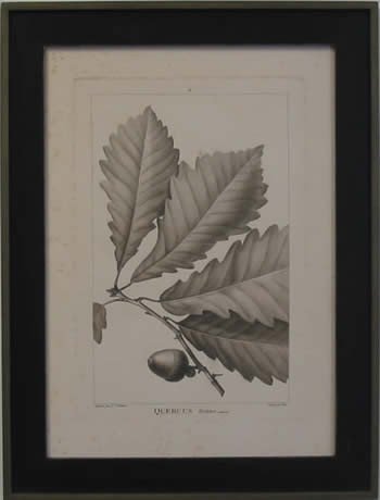 American Oaks VI