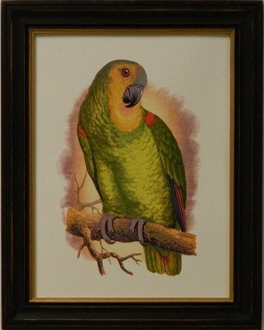 Antique Parrots I