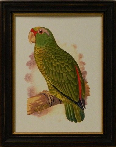 Antique Parrots II