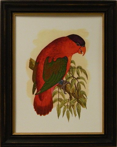Antique Parrots III