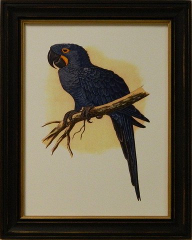 Antique Parrots IV