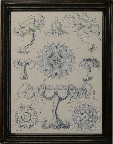 Sophisticated Sealife III