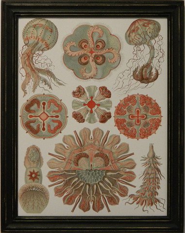 Sophisticated Sealife IV