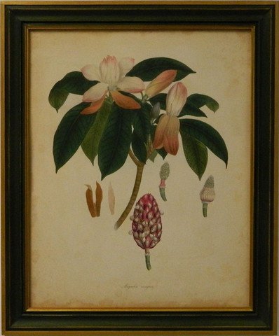 Engelmann Botanical I