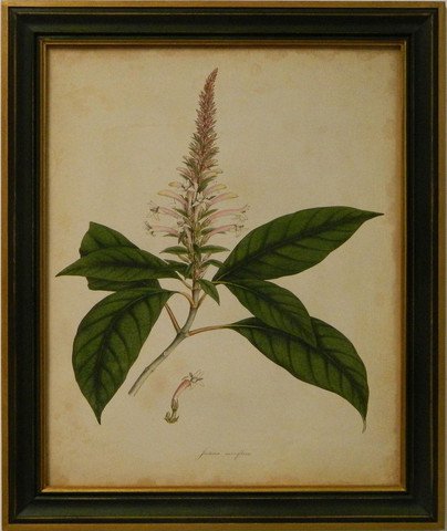 Engelmann Botanical II