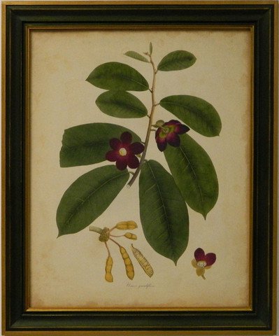Engelmann Botanical IV