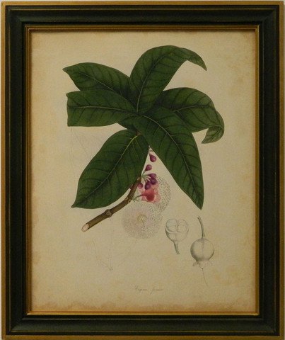 Engelmann Botanical V