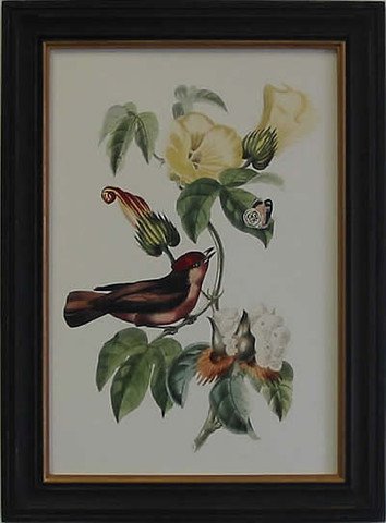Exotic Bird I