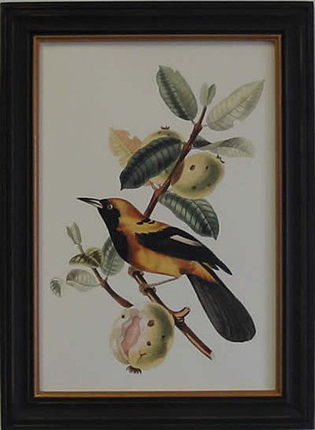 Exotic Bird II