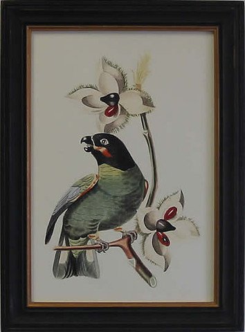 Exotic Bird III