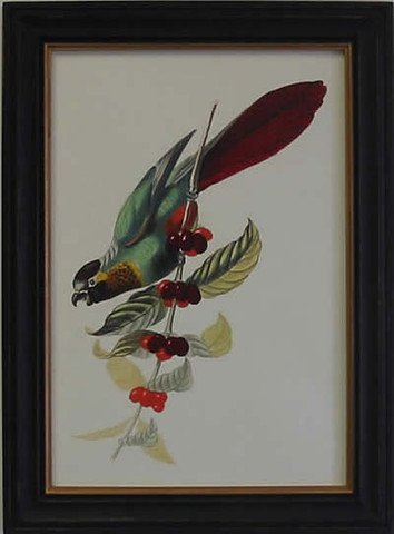 Exotic Bird IV