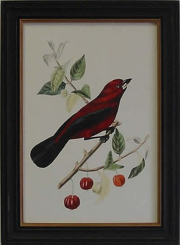 Exotic Bird V