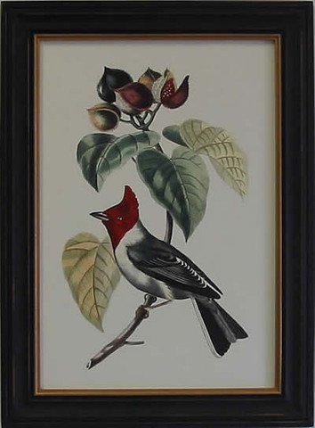 Exotic Bird VI