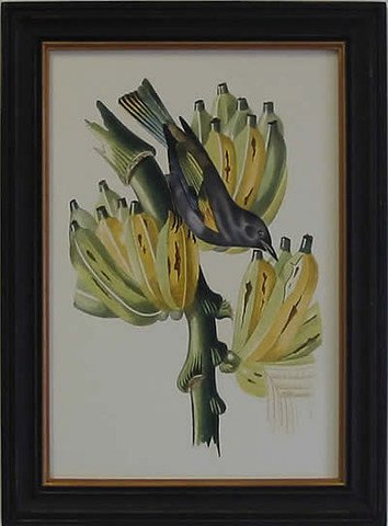 Exotic Bird VII