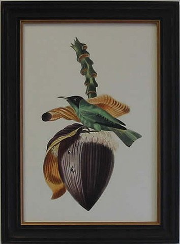 Exotic Bird VIII