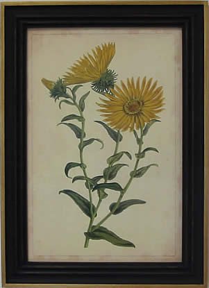 Curtis Blooms Yellow II - Black Frame