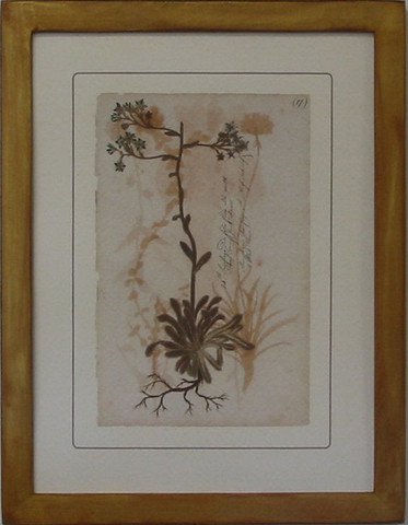 Pressed Botanical 17
