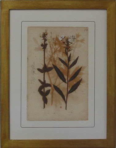 Pressed Botanical 37