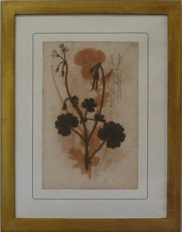 Pressed Botanical 57