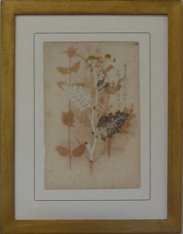 Pressed Botanical 68