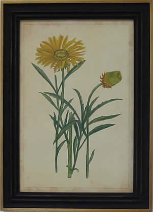 Curtis Blooms Yellow III - Black Frame
