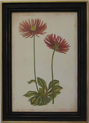 Curtis Blooms Red II - Black Frame
