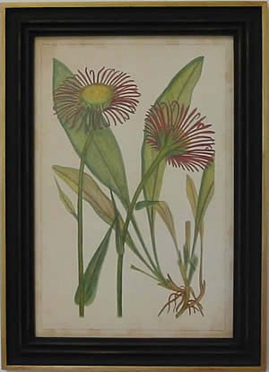 Curtis Blooms Red IV - Black Frame