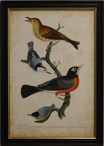 Wilson's Wood Thrush