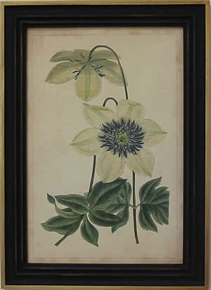 Curtis Blooms White I - Black Frame