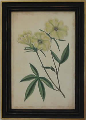 Curtis Blooms White IV - Black Frame