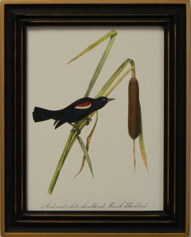 Audubon's Blackbird
