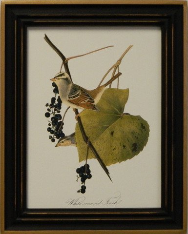 Audubon's Finch
