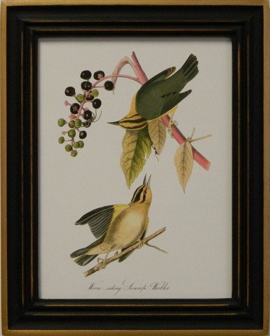 Audubon's Warbler