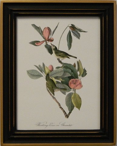 Audubon's Vireo