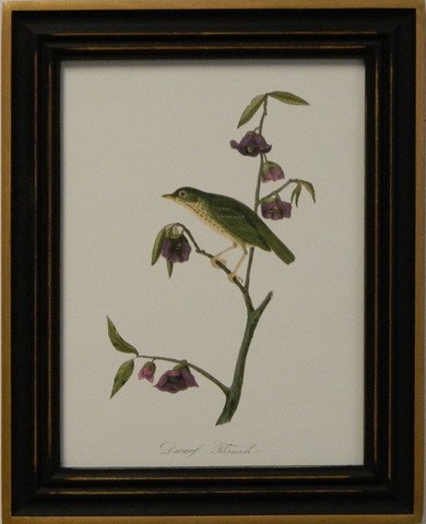 Audubon's Thrush
