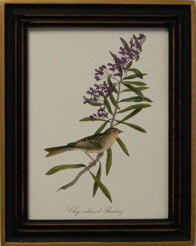 Audubon's Bunting