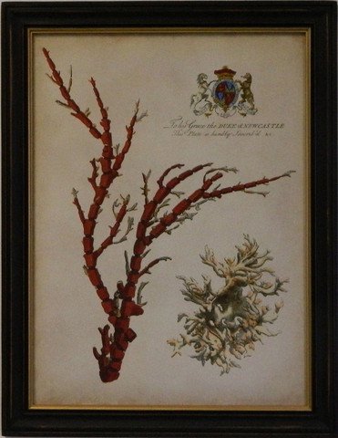 Imperial Coral I