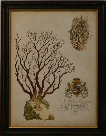 Imperial Coral III