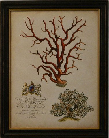 Imperial Coral IV