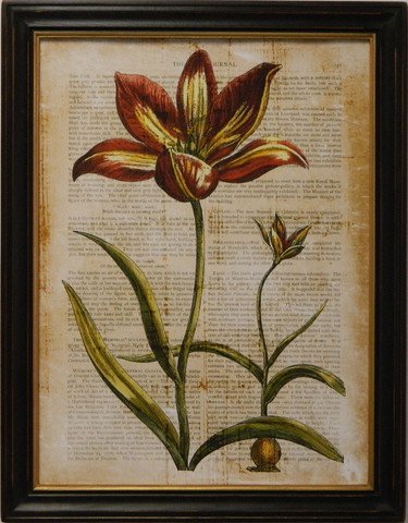 Antiquarian Tulip I